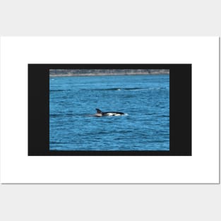 Killer Whale breaching the surface Posters and Art